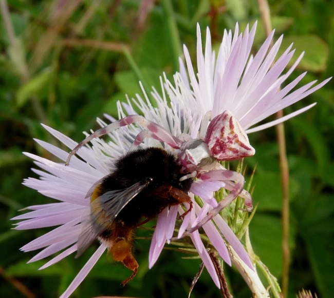Bombus terrestris o lucorum  predato da ragno Thomisus onustus